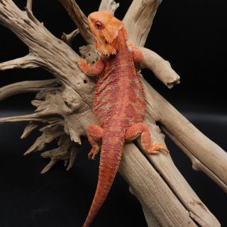 🛫 Red Hypo poss. het Trans Blue Tiger 🔥FEMALE - 11 months #beardeddragon #pogonavitticeps #redmonsterbloodline...