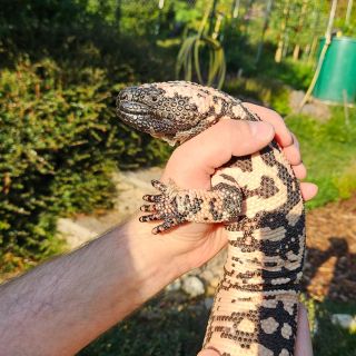 Male Heloderma suspectum cinctum ready for new 🏠 Excellent eater and perfect stamina. Free 🚙 to Hamm....